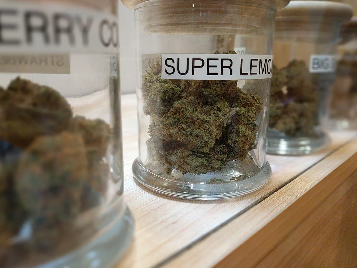Verpasse keine Neuheiten und direkt Cannabis Samen bestellen