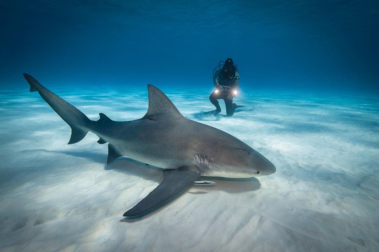 Bullenhaie Mexiko entdecken: Willkommen bei DeepDiveMexico, der deutschen Tauchschule!