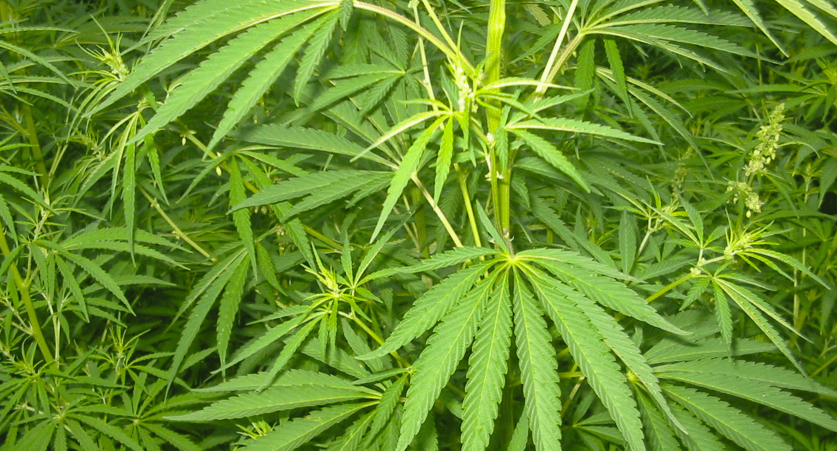 Cannabis Samen und Magen-Darm-Erkrankungen: Ein Überblick