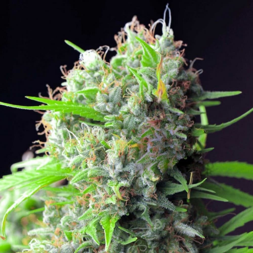 Erleben Sie das Beste mit Pineapple Express #2 - Die ultimative verbesserte Sativa!