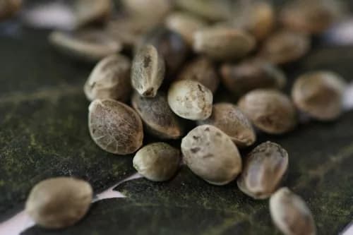Bauen Sie Ihre eigene therapeutische Oase an: Wo Sie Cannabissamen zur Selbstpflege kaufen können